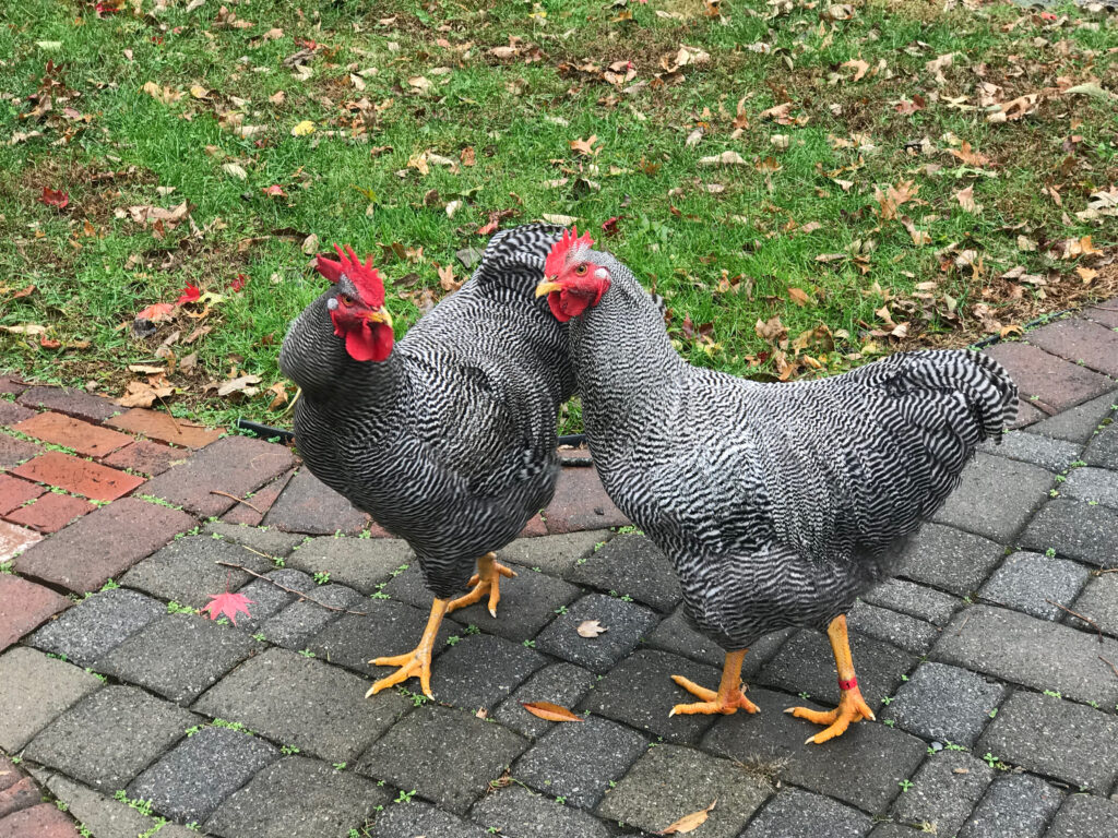 2 chickens walking together