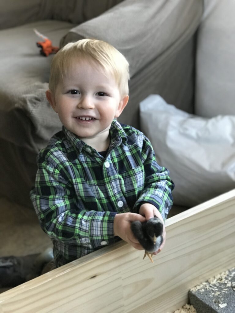 little boy proudly holding a baby chick