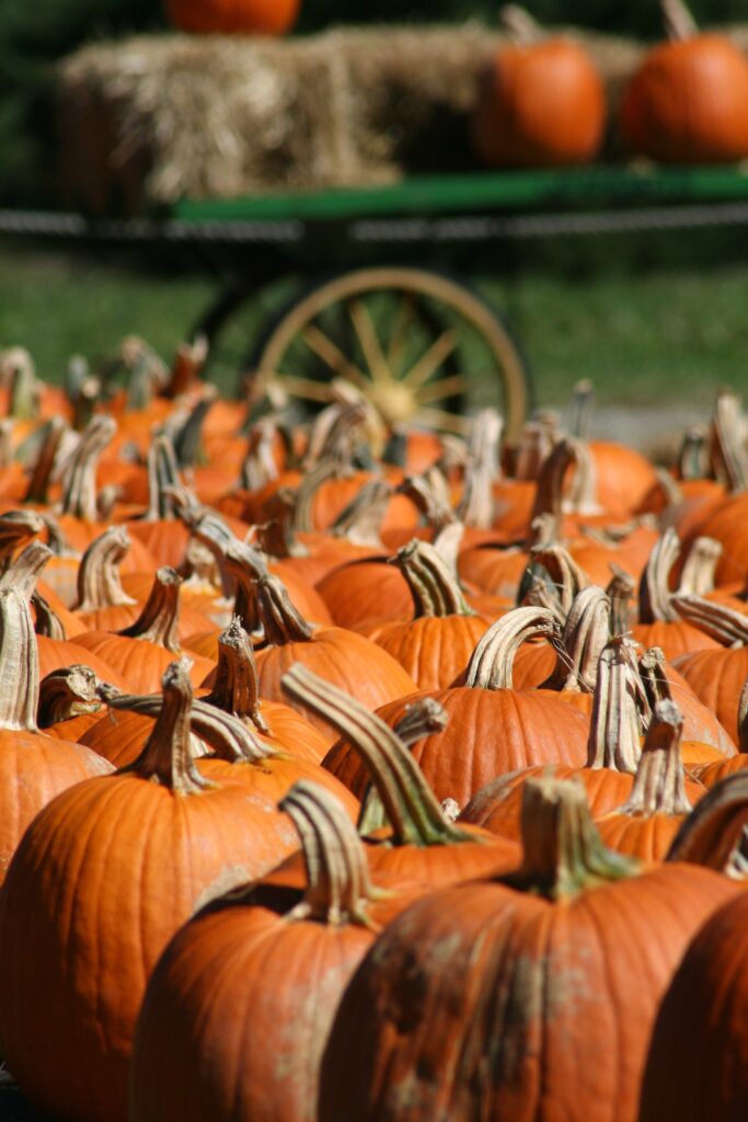 a display of pumpkins