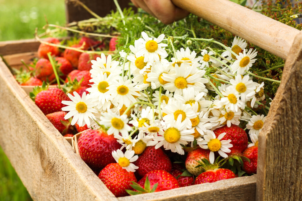 crate of strawberries and fresh picked daisies on top
