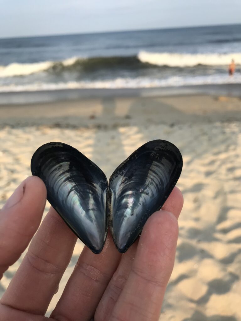 muscle shell in the shape of a heart by the sea