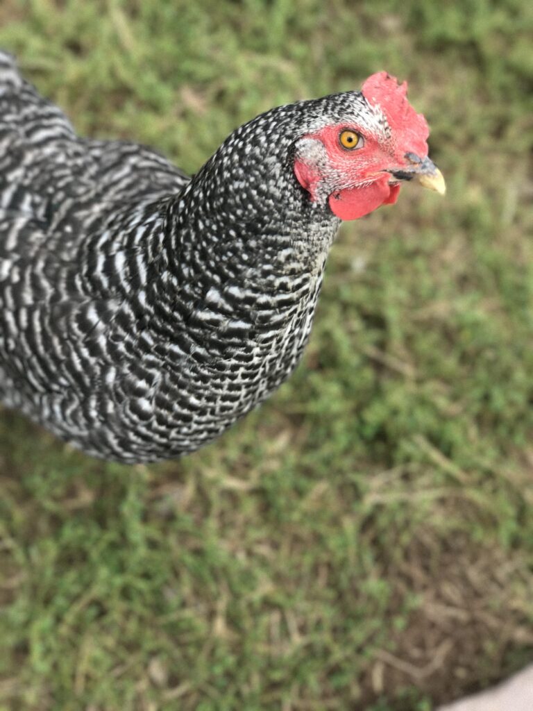 a black and white chicken looking up at the camera