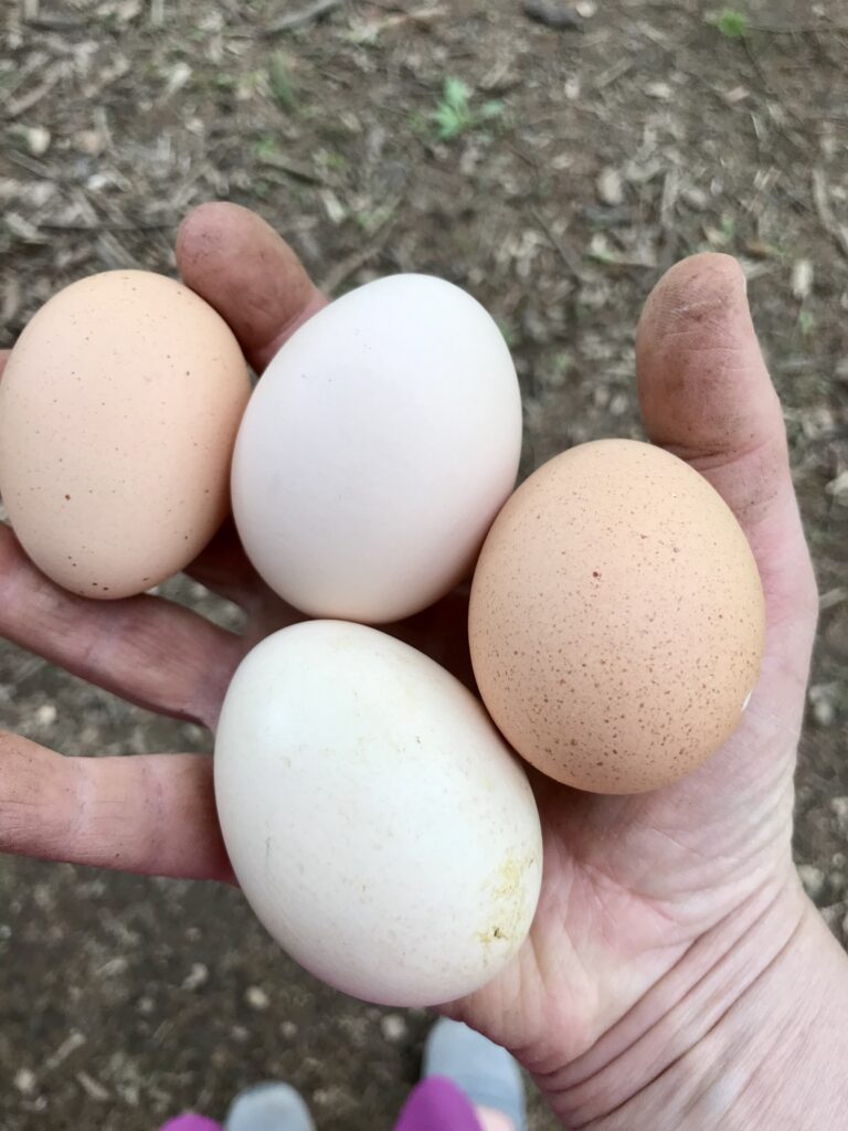 handful of farm fresh eggs