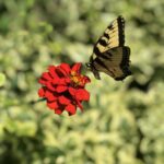 yellow butterfly on a red flower