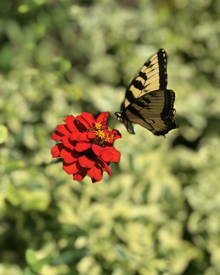 yellow butterfly on a red flower