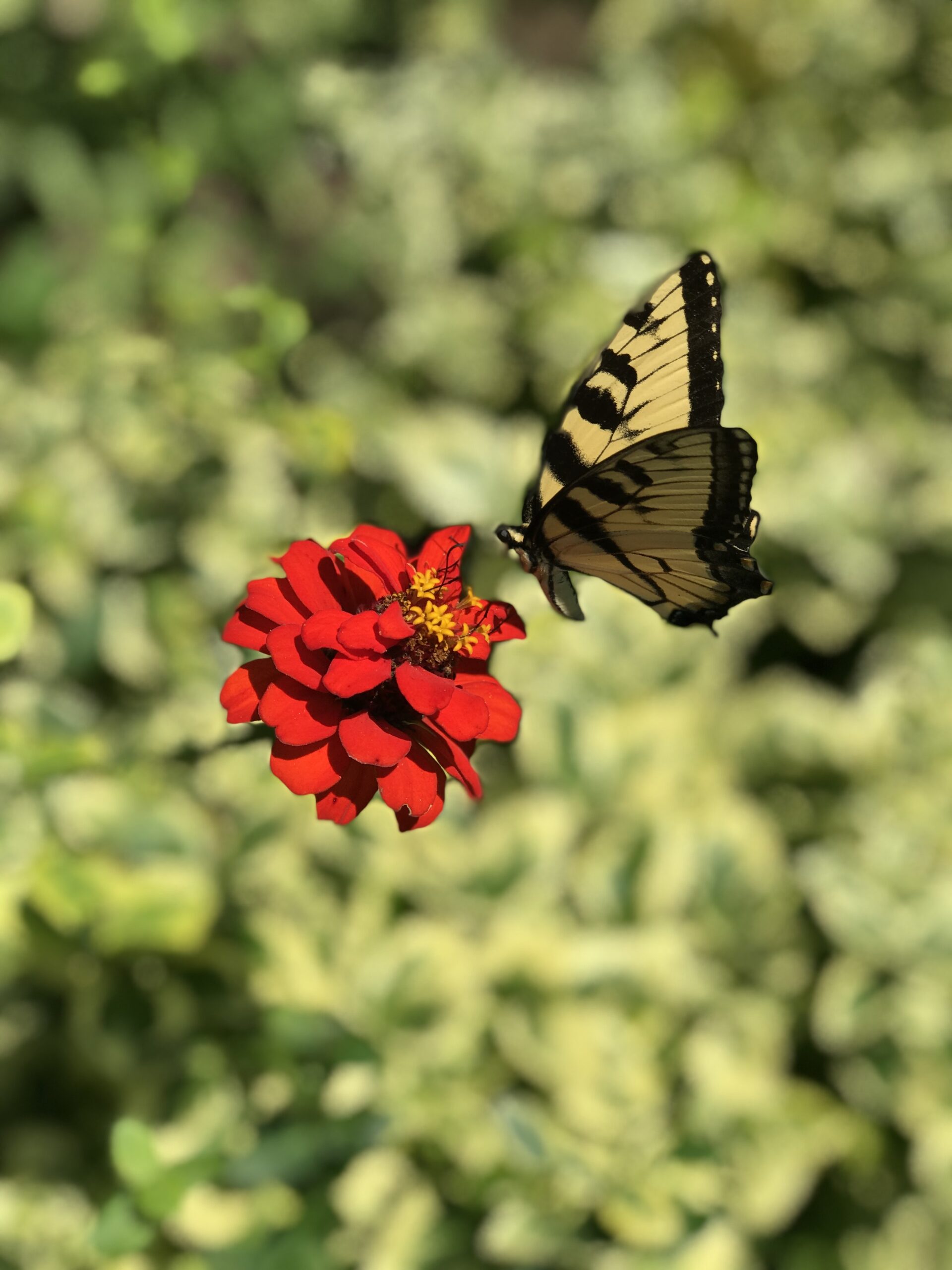 yellow butterfly on a red flower