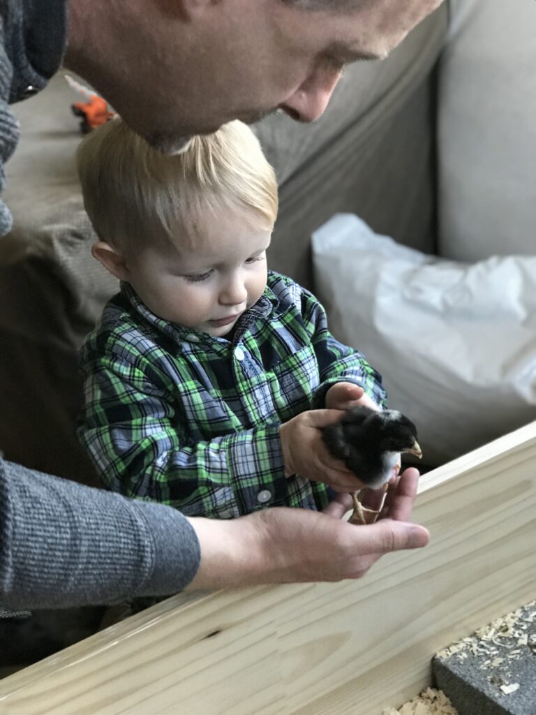 little boy holding a baby chick
