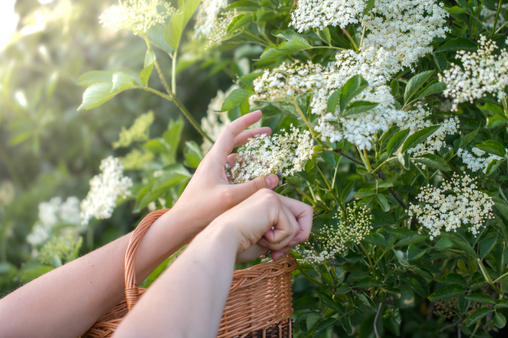 hands collecting elderflowers with a basket