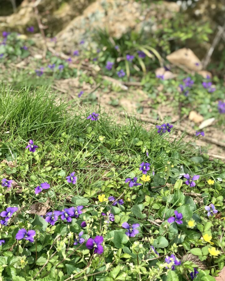 field of violets
