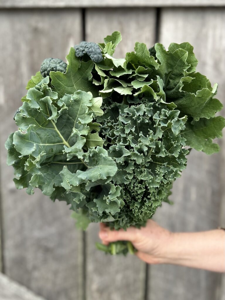 a hand holding a bouquet of kale