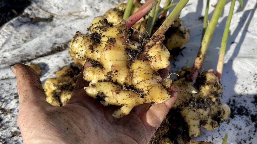 harvested ginger rhizome up close with dirt